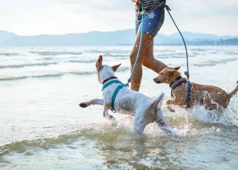 В Юрмале все-таки пустят на пляж с собакой, но не всегда