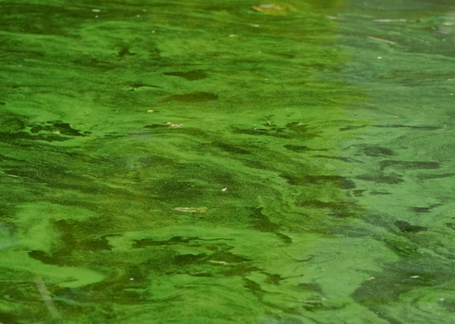 Из-за жары в Рижском канале размножились сине-зеленые водоросли, и водоем окрасился в ярко-зеленые тона. 