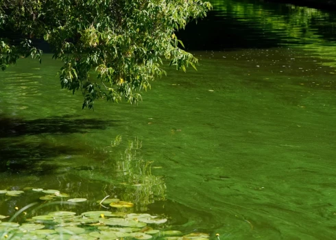 ФОТО: Рижский канал покрыли сине-зеленые водоросли - есть ли риск для здоровья людей?