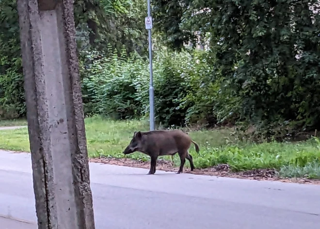 Теперь и Вецмилгравис посещает кабан - разгуливает возле школы