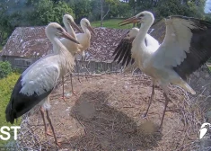 Kāpēc un kā uzstādīt mākslīgās ligzdu pamatnes baltajiem stārķiem?