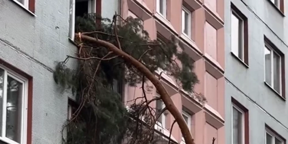 В Юрмале дерево упало в окно.