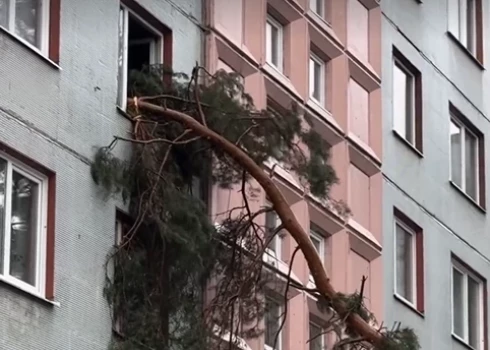 В Юрмале дерево упало в окно.