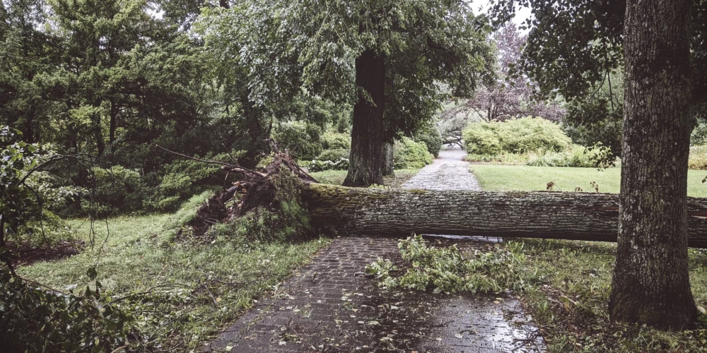 Stihija papostījusi arī Botānisko dārzu Rīgā (foto: Ēriks Dovnarovičs)