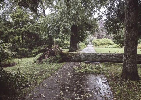 Stihija papostījusi arī Botānisko dārzu Rīgā (foto: Ēriks Dovnarovičs)