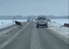 Момент охоты сняли на видео случайные свидетели, что и привело к наказанию для горе-охотников.