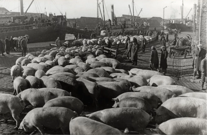 Kaut gan cūkkopība bija viena no galvenajām Latvijas saimniecības nozarēm, sākoties karam, cūkgaļa pašu mājās kļuva par dārgu un ne visiem pieejamu produktu, jo lielākā daļa tika eksportēta.