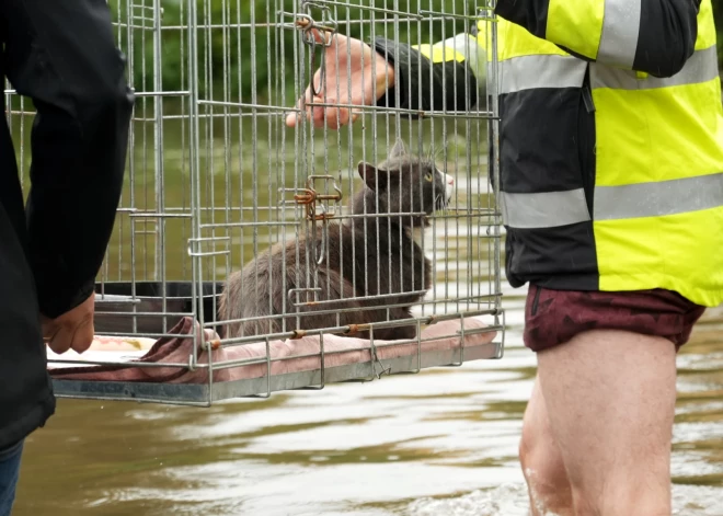 "Visi dzīvnieki ir sausumā un drošībā!” Sabiedrība sadodas rokās, lai palīdzētu plūdos cietušajai Jelgavas patversmei