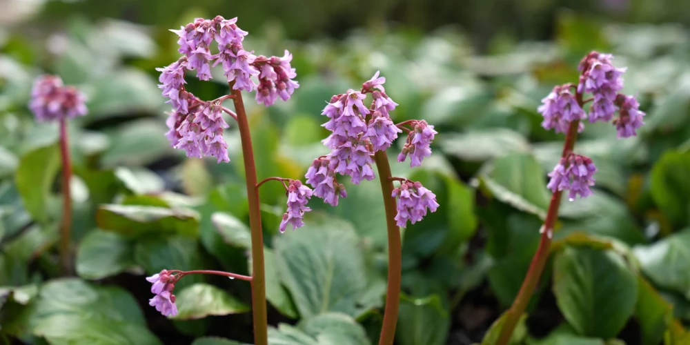 Ziedi Latvijas Universitātes Botāniskajā dārzā.