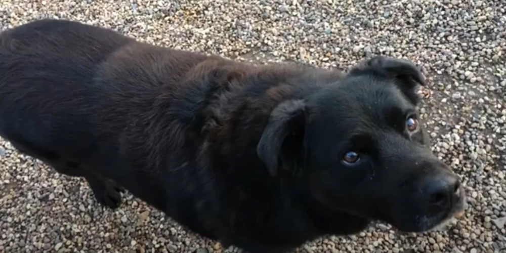 Džesija, kura izglāba ar vēzi slimā saimnieka dzīvību (ekrānuzņēmums no video)