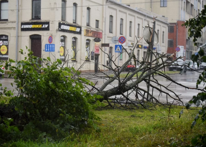 В Риге начнут работать пункты сбора деревьев, веток и листьев, поваленных ураганом