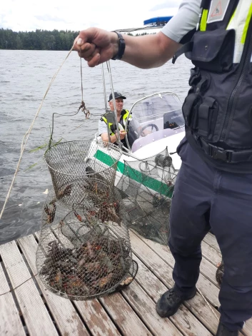 Ogres novada pašvaldības policija aizvien biežāk no Daugavas izvelk nelegālos vēžošanas murdus.