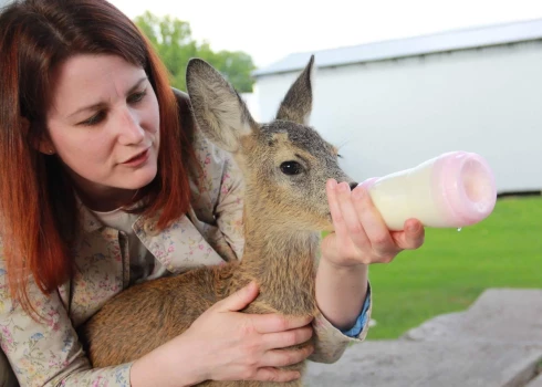 Fejai bija nobraukta mamma, un, kad Signes aprūpēta, stirna izauga, tā pārcēlās uz Līgatnes dabas takām.