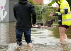 Drīz vien patversmē ieradās brīvprātīgie glābēji. Septiņi suņi un 15 kaķi veiksmīgi nogādāti pagaidu mājvietā Rīgā. 