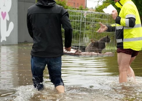 Drīz vien patversmē ieradās brīvprātīgie glābēji. Septiņi suņi un 15 kaķi veiksmīgi nogādāti pagaidu mājvietā Rīgā. 