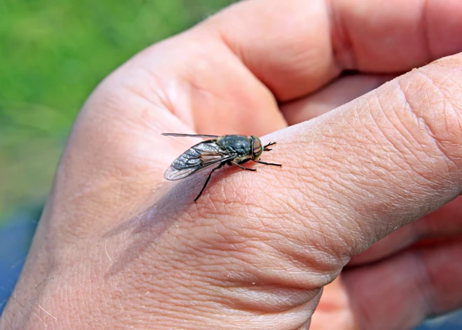 Эффективную ловушку для слепней можно сделать из простого ведра - и она работает
