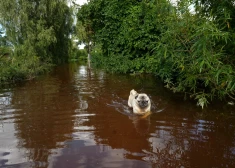 Ceļoties ūdens līmenim Svētē, applūdis Tušķu ciems Jelgavas novadā.