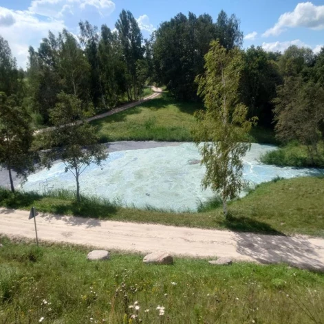 Daugavā pie Daugmales pilskalna savairojušās zilaļģes.