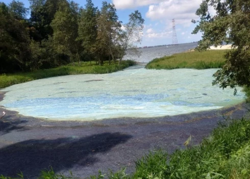 Daugavā pie Daugmales pilskalna savairojušās zilaļģes.