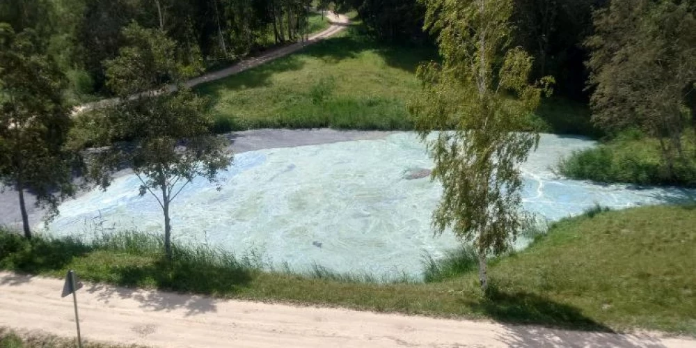 В Даугаве размножились сине-зеленые водоросли.