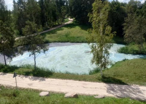 В Даугаве размножились сине-зеленые водоросли.