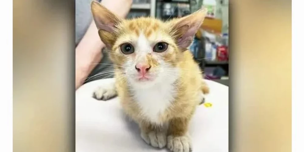 Četrausu kaķēns "Audio" (ekrānuzņēmums no "X")