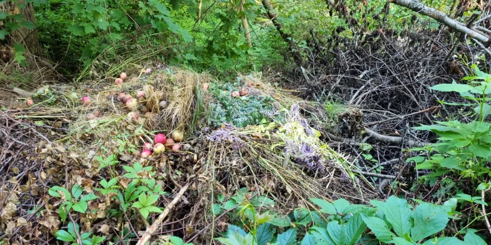 Dabas aizsardzības pārvalde nobažījusies, ka daudzi dārzu īpašnieki pārpalikušo un sapuvušo ābolu ražu izgāž dabā, jo tas kaitē dabas daudzveidībai (attēlā – izmestie āboli Siguldā, Gulbju ielā).