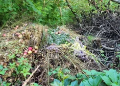 Dabas aizsardzības pārvalde nobažījusies, ka daudzi dārzu īpašnieki pārpalikušo un sapuvušo ābolu ražu izgāž dabā, jo tas kaitē dabas daudzveidībai (attēlā – izmestie āboli Siguldā, Gulbju ielā).