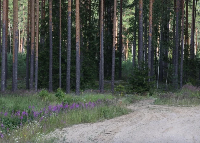 Kuldīgas novadā apmaldījusies sieviete nakti pārlaidusi mežā