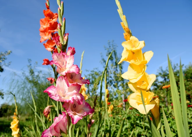 Gladiolas.