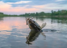 Ловля судака в озере.