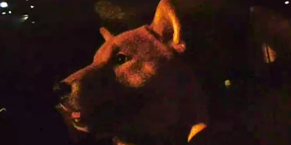 К счастью, собака вернулась домой.