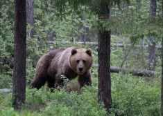 Arī Igaunijas bijušajai premjerministrei Kajai Kallasai skrējiena laikā bijusi saskarsme ar lāci.