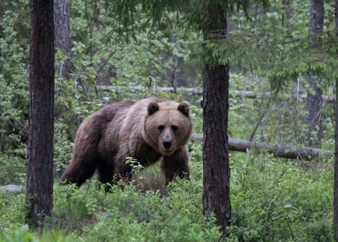 Arī Igaunijas bijušajai premjerministrei Kajai Kallasai skrējiena laikā bijusi saskarsme ar lāci.