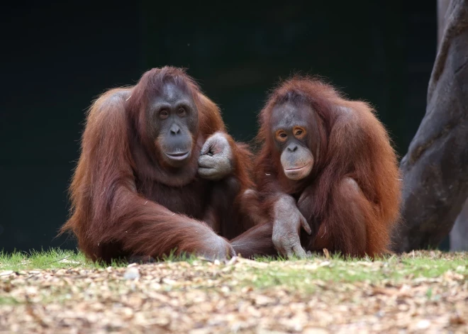 Cilvēku māmiņas orangutanu mammai māca zīdīt bērnu