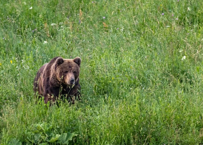 Zviedrija sāk masveida brūno lāču medības, neskatoties uz vides aizstāvju brīdinājumiem