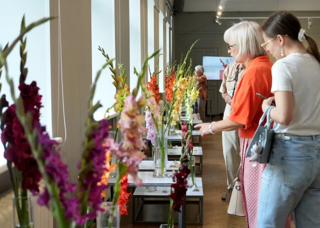 FOTO: Dabas muzejā puķu draugus priecē "milžu zobeni" - greznās un izturīgās gladiolas