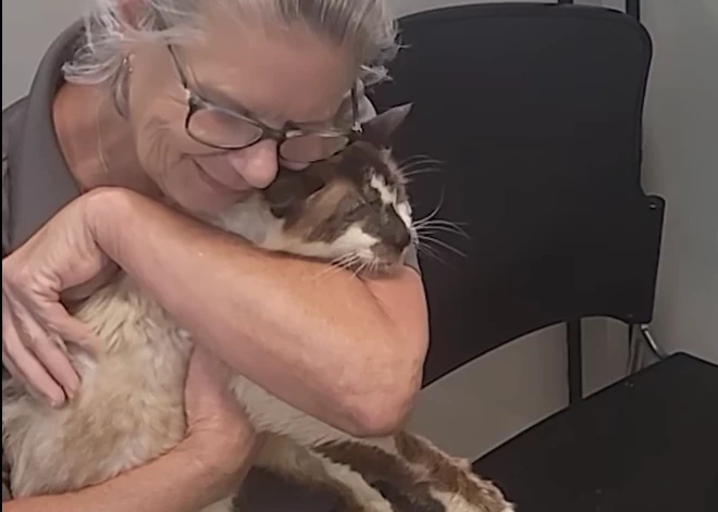 Sirdi sildošs video: kaķis, kurš pazuda pirms 11 gadiem, beidzot atkal satiekas ar saimnieci