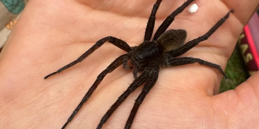 Специалисты утверждают, что этот паук не опасен для человека.