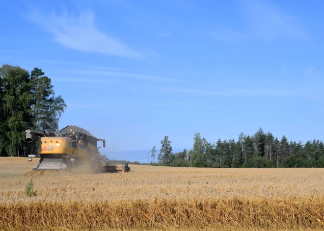 Laikapstākļu dēļ samazinājies graudu ražas apjoms un kvalitāte