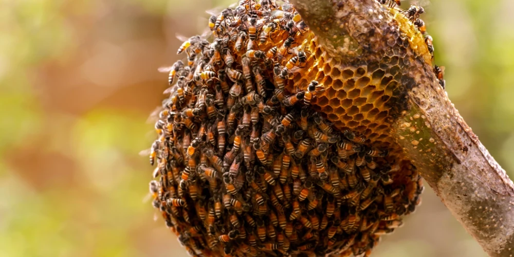 Atrastais bišu strops nekavējoties iznīcināts.