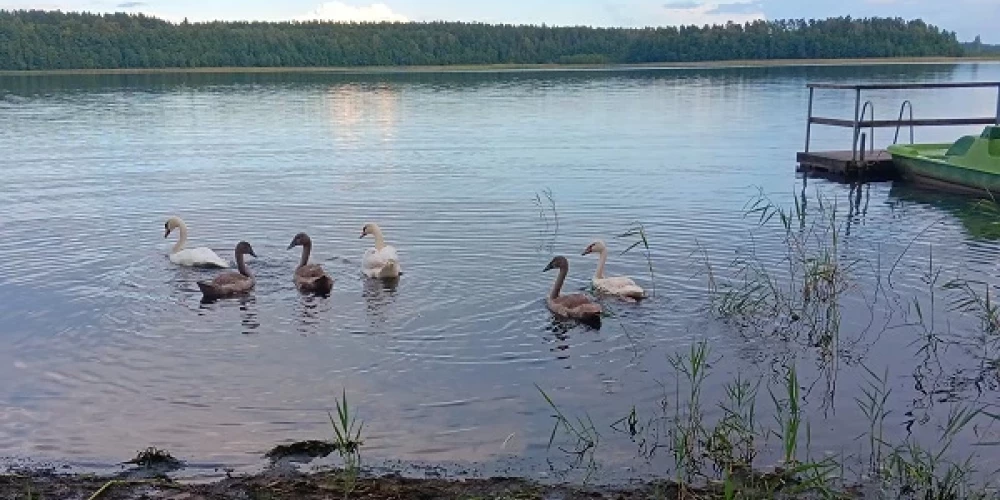 Gulbju ezerā pie LVM tūrisma un atpūtas centra "Spāre" šogad var novērot Latvijā samērā reti, bet regulāri sastopamo “poļu gulbi”. 