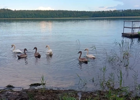 Gulbju ezerā pie LVM tūrisma un atpūtas centra "Spāre" šogad var novērot Latvijā samērā reti, bet regulāri sastopamo “poļu gulbi”. 