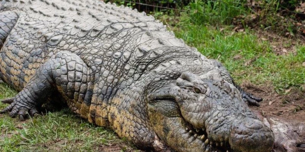 Henrijs ir Nīlas krokodils, un šīs sugas īpatņi katru gadu nogalina dažus simtus cilvēku. (Foto: Crocworld Conservation Centre)