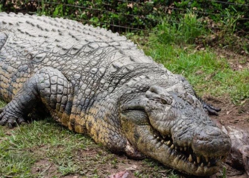 Henrijs ir Nīlas krokodils, un šīs sugas īpatņi katru gadu nogalina dažus simtus cilvēku. (Foto: Crocworld Conservation Centre)