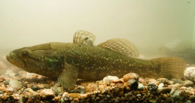 Ekoloģiskās sekas, ko rada rotana invāzija, ir plašas un negatīvas.