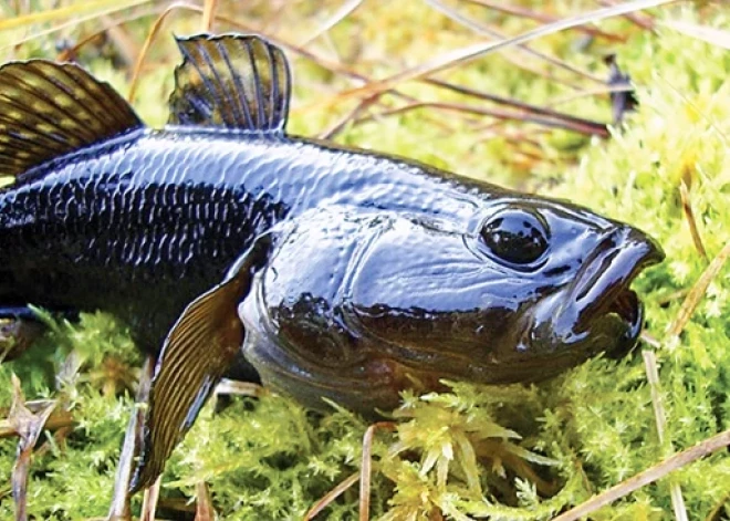 Kādu postu nodara nevēlamais ieceļotājs Latvijas ūdeņos - rotans