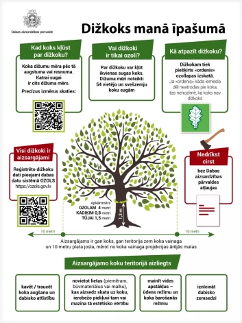 Ko darīt, ja tavā īpašumā ir dižkoks?