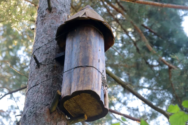 Ivars savā mežā iekārtojis kūzulus jeb dores – bluķa stropus, kur mājo savvaļas bites.