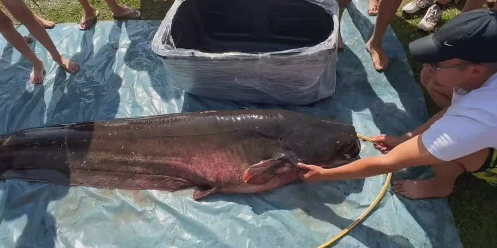 Notverais sams bijis 2,42 metrus garš un svēris 96,36 kilogramus.